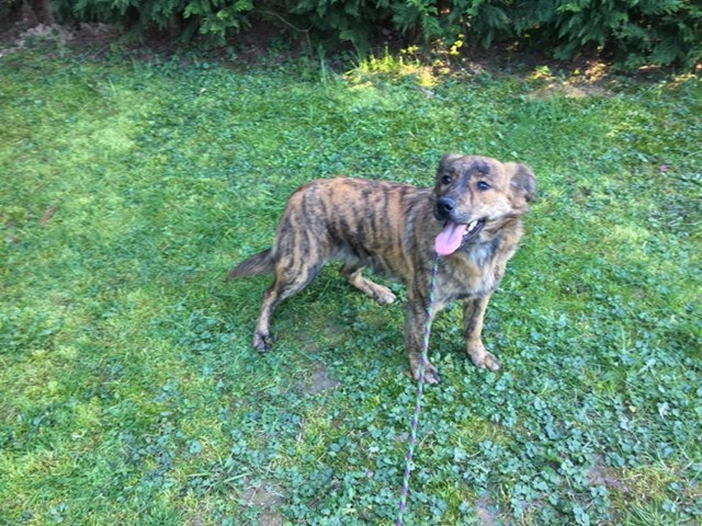 Slike curke slike curke