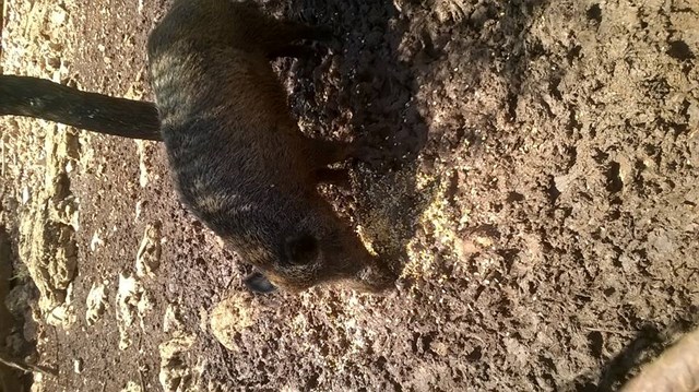 Doma�e �ivotinje i divlja�