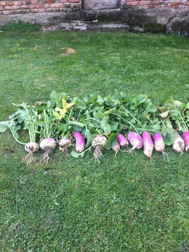 Crna rotkva i ljepota crna rotkva i ljepota