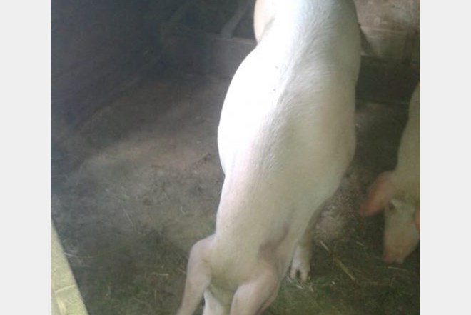 Prodajem svinju za klanje - oko 220 kg ~12 kn/kg~
