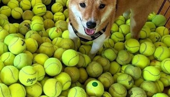 Tenis loptice za igru psima
