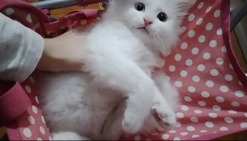 Mačić bijeli