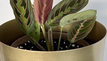 Biljka Maranta leuconeura Tricolor - Prayer plant