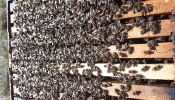 Pčele sa LR košnicama