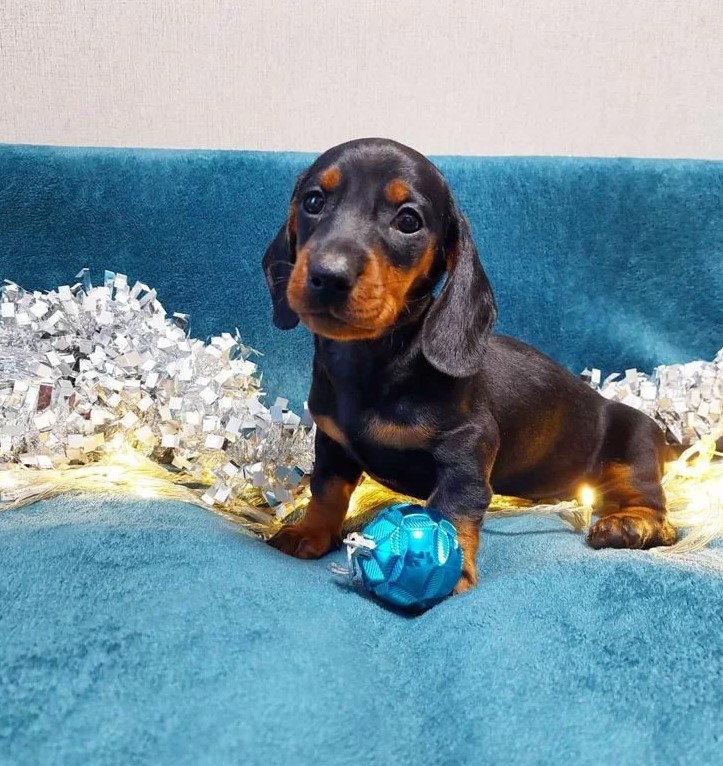 Jazavicar i Brak jazavicar stenci INDEX OGLASI