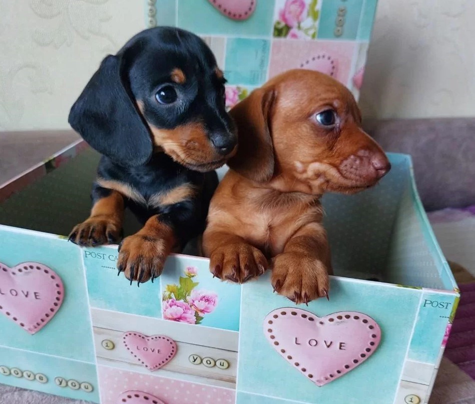 Jazavicar i Brak jazavicar stenci INDEX OGLASI