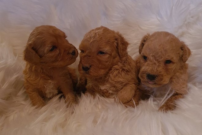 Pudla štenci | INDEX OGLASI