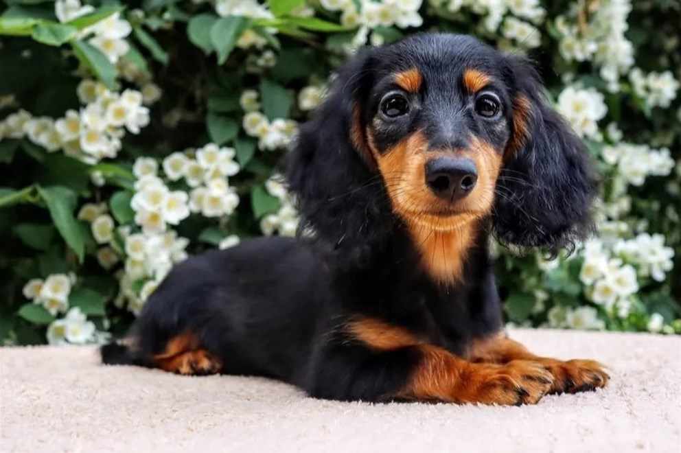 Jazavicar i Brak jazavicar štenci INDEX OGLASI