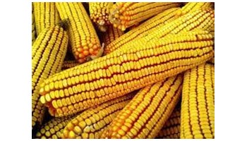 Kukuruz prirodno sušen