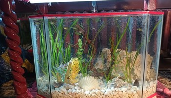 Akvarij  osmerokutni,  sa ribicama lijepo uređen