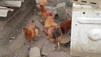 Pilići i jaja od Posavske kukmaste kokoši