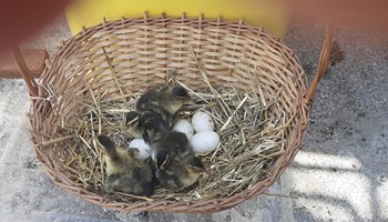 Patke i jaja za nasad - Ruanske patke